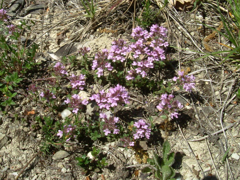 Thymus sp.